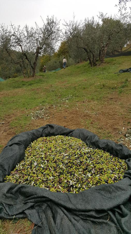 Agriturismo Sommassa Greve in Chianti Exteriör bild